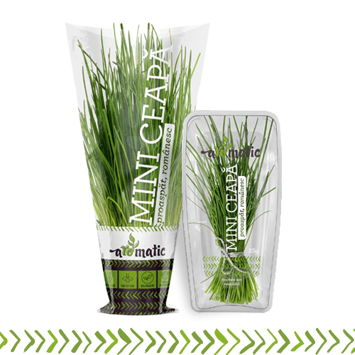 Mini ceapa (Chives)