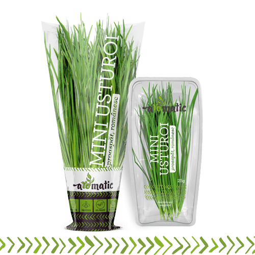 Mini usturoi (Garlic Chives)