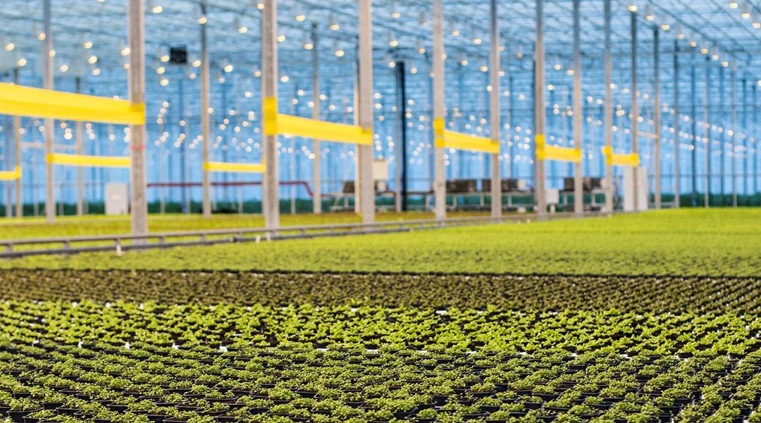 Serele Prestoagri își încep producția