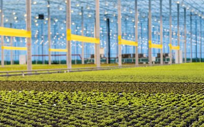 Serele Prestoagri își încep producția